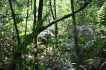 bwindi_impenetrable_forest