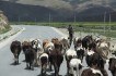 kudde-koeien-op-de-weg
