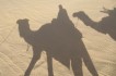 Schaduwen van de kamelen