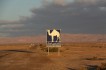 Verkeersbord kameel