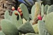 Cactus tunesie