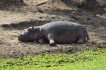 zambia nijlpaard