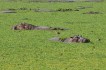 zambia nijlpaarden in het water