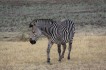 zambia zebra
