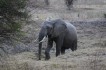 zambia olifant