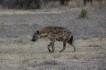 zambia hyena