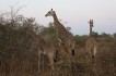 zambia giraffen