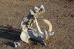 zambia nijlpaard schedel
