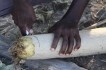 zambia vrucht van de worstenboom