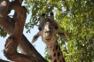 zambia giraf