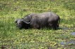 zambia buffel