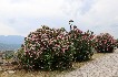 albanië