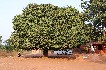 benin